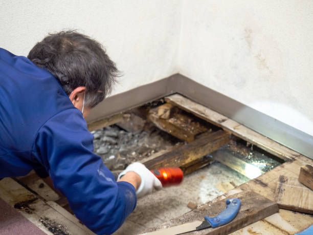 Best HVAC Mold Remediation in Rden, WA