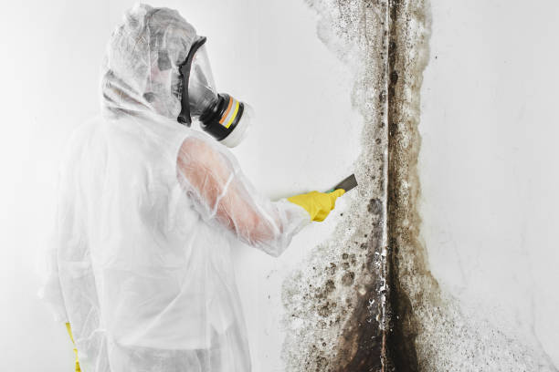 Reliable Warden, WA Mold Remediation Solutions