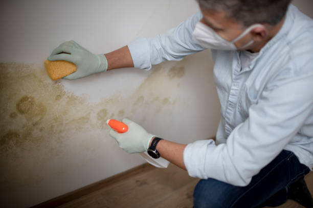 Best White Mold Remediation in Rden, WA