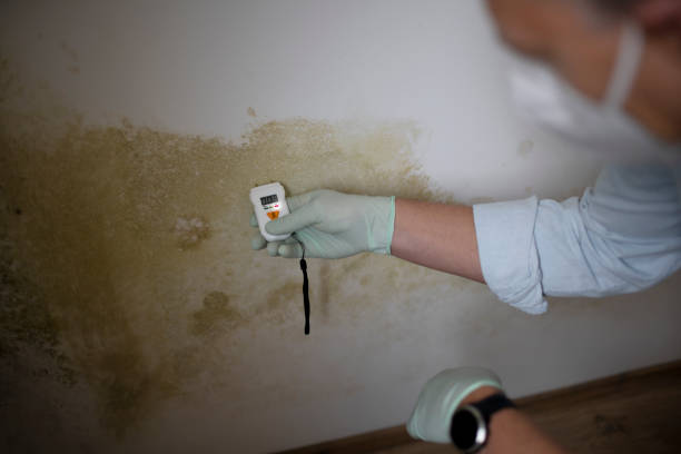 Best Mold Testing and Inspection Services in Rden, WA