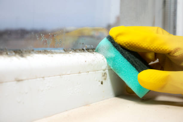 Best Localized Mold Remediation (e.g., coastal areas, humid climates) in Rden, WA