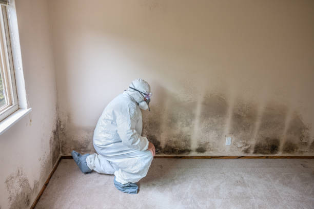 Best Basement Mold Remediation in Rden, WA