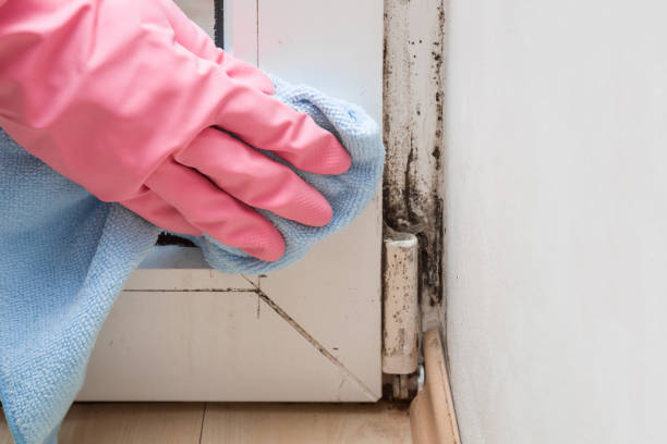 Best Attic Mold Remediation in Rden, WA