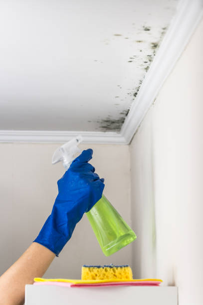 Best Bathroom Mold Remediation in Rden, WA