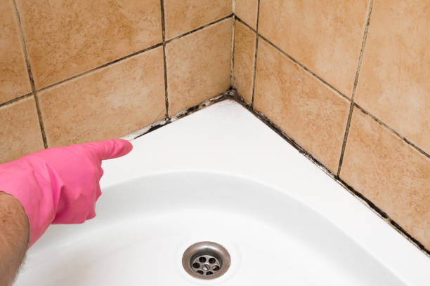 Best Localized Mold Remediation (e.g., coastal areas, humid climates) in Rden, WA